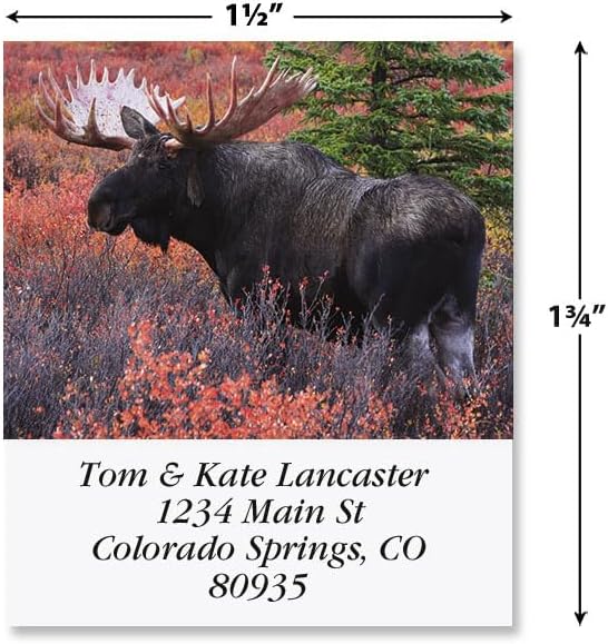 Moose Square Return Address Labels - Set of 144 1-1/8" x 2-1/4" Self-Adhesive, Flat-Sheet Labels