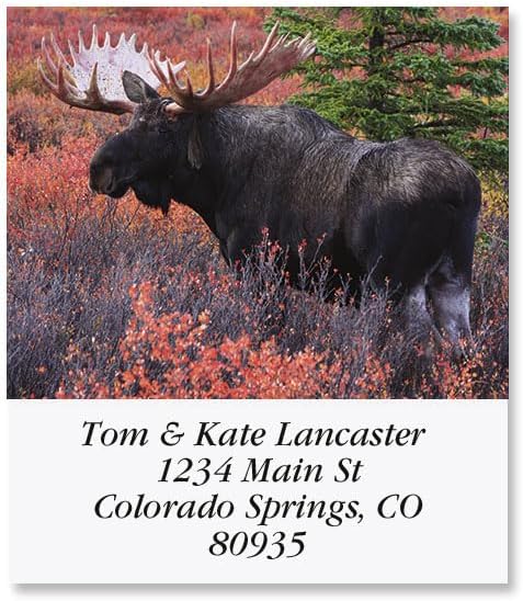 Moose Square Return Address Labels - Set of 144 1-1/8" x 2-1/4" Self-Adhesive, Flat-Sheet Labels
