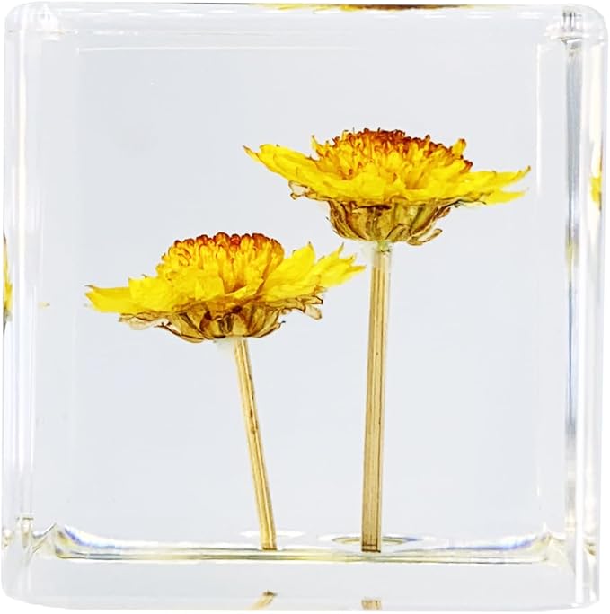 Real Flower Desk Accessory Mini Resin Cube – Flower in Resin with 3D Preserved Yellow Chrysanthemum Daisy, Desk Decor for Women, Small 1.58'' (2.9 oz), Lightweight Paperweight Option